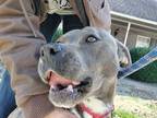 Adopt Blue Bonnie "BB" a American Pit Bull Terrier / Mixed dog in Toney