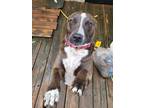 Adopt Cupid a Brown/Chocolate Australian Cattle Dog / Mixed dog in Toney