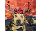 Adopt Cherish a Tan/Yellow/Fawn Pit Bull Terrier / Mixed dog in Easton