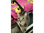 Adopt Ginger a All Black Domestic Shorthair / Domestic Shorthair / Mixed cat in