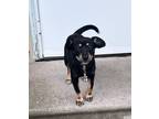 Adopt Lady a Black Mixed Breed (Small) / Mixed dog in Newburgh, IN (38769022)