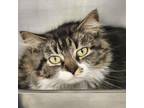 Adopt Big Mama a Gray or Blue Domestic Shorthair / Mixed cat in Gloucester