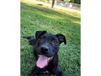 Adopt Black Beauty (BB) a Black Pit Bull Terrier / Mixed dog in Broken Arrow