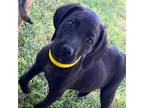 Adopt Baker OS a Black Labrador Retriever / Mixed Breed (Large) / Mixed dog in