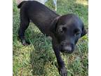 Adopt Baxter OS a Black Labrador Retriever / Mixed Breed (Large) / Mixed dog in