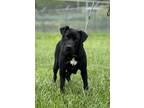 Adopt Ivy Mae - Adoptable a Labrador Retriever / Affenpinscher / Mixed dog in
