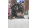 Adopt Zara a Black (Mostly) Domestic Mediumhair (long coat) cat in Fort Walton