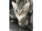 Adopt Tissaia a Spotted Tabby/Leopard Spotted Domestic Shorthair cat in Oakdale
