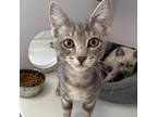 Adopt Zelkov a Gray or Blue Domestic Shorthair / Mixed cat in Kanab