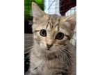 Adopt Yennefer a Brown Tabby Domestic Shorthair / Mixed Breed (Medium) / Mixed