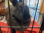 Adopt Cheeto a Black Other/Unknown / Mixed rabbit in Farmington, NM (38768128)