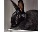 Adopt King a Black Other/Unknown / Mixed rabbit in Farmington, NM (38768126)