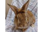 Adopt Gavin a Lionhead / Mixed rabbit in Evansville, IN (38768007)