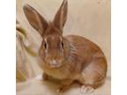 Adopt Clove a Lionhead / Mixed rabbit in Evansville, IN (38768001)