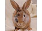 Adopt Ginger a American / Mixed rabbit in Evansville, IN (38768000)