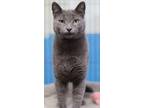 Adopt Izzy a Gray or Blue Domestic Shorthair / Domestic Shorthair / Mixed cat in