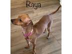 Adopt Raya #1 a Red/Golden/Orange/Chestnut Miniature Pinscher / Mixed dog in