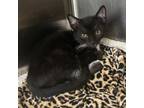 Adopt Mezzo a All Black Domestic Shorthair / Mixed cat in Los Angeles