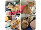 Adopt Bonita a Orange or Red Tabby Domestic Shorthair (short coat) cat in