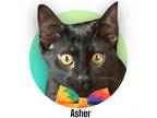 Adopt Asher a All Black Domestic Shorthair (short coat) cat in Roseville