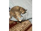 Adopt Ginger a Gray, Blue or Silver Tabby Domestic Shorthair / Mixed (short