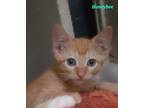 Adopt honeybee a Orange or Red Tabby Domestic Shorthair (short coat) cat in San