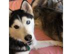 Adopt Raggedy Annie a Black Husky / Mixed dog in Eufaula, OK (38767427)
