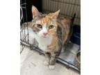 Adopt Cherry a Orange or Red Domestic Shorthair / Domestic Shorthair / Mixed cat