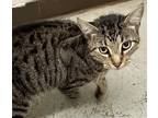 Adopt Rocky a Brown Tabby Tabby (medium coat) cat in Horseshoe Bend