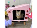 Adopt Surely A Byrdstawker a Domestic Short Hair