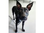 Adopt Junie a Black Mixed Breed (Medium) / Mixed dog in Greenwood, SC (38262023)
