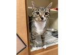 Adopt Cobra - IN FOSTER a Gray or Blue Domestic Shorthair / Domestic Shorthair /