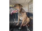 Adopt Mad a Brown/Chocolate Labrador Retriever / Mixed dog in Aransas Pass