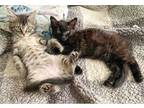 Adopt Hopscotch & Scrabble a Tiger Striped Domestic Mediumhair (medium coat) cat