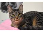 Adopt Sweetpea a Brown or Chocolate Domestic Shorthair / Domestic Shorthair /