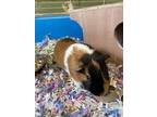 Adopt Chong a Black Guinea Pig / Mixed small animal in Philadelphia