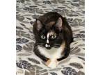 Adopt Kali a Tortoiseshell Domestic Shorthair (short coat) cat in Springfield