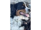 Adopt Baker a Tricolor (Tan/Brown & Black & White) Bernese Mountain Dog / Mixed