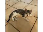 Adopt Marco Polo ja a Gray or Blue American Shorthair / Mixed cat in