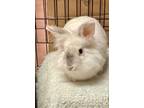Adopt Marshmallow a White Lionhead / Other/Unknown / Mixed rabbit in Key West