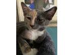 Adopt Gemini a Gray or Blue (Mostly) Domestic Shorthair (short coat) cat in