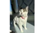 Adopt Snowball aka Kitty a White Domestic Shorthair / Domestic Shorthair / Mixed