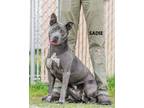 Adopt Sadie a Gray/Silver/Salt & Pepper - with White Pit Bull Terrier / Mixed