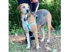 Adopt Ruby Tuesday a Tan/Yellow/Fawn Hound (Unknown Type) / Mixed dog in