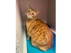 Adopt Pecan a Orange or Red Domestic Shorthair / Domestic Shorthair / Mixed cat