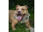 Adopt Mazzy a Tan/Yellow/Fawn Pit Bull Terrier / Mixed dog in Batavia
