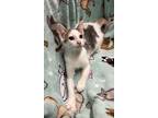 Adopt Jyn a Calico or Dilute Calico Domestic Shorthair (short coat) cat in