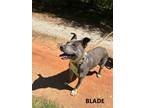 Adopt Blade a Gray/Silver/Salt & Pepper - with White American Staffordshire