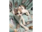 Adopt Leia a Calico or Dilute Calico Domestic Shorthair (short coat) cat in