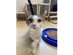 Adopt Crumpet a White Domestic Shorthair / Domestic Shorthair / Mixed cat in